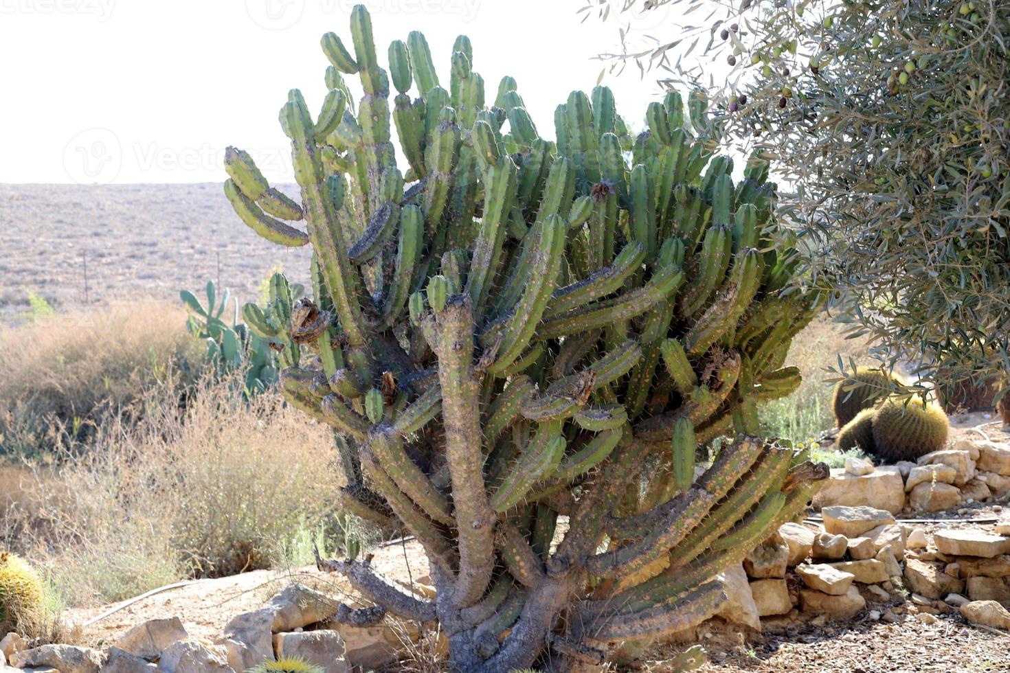 A large and prickly cactus grows in a city park. photo