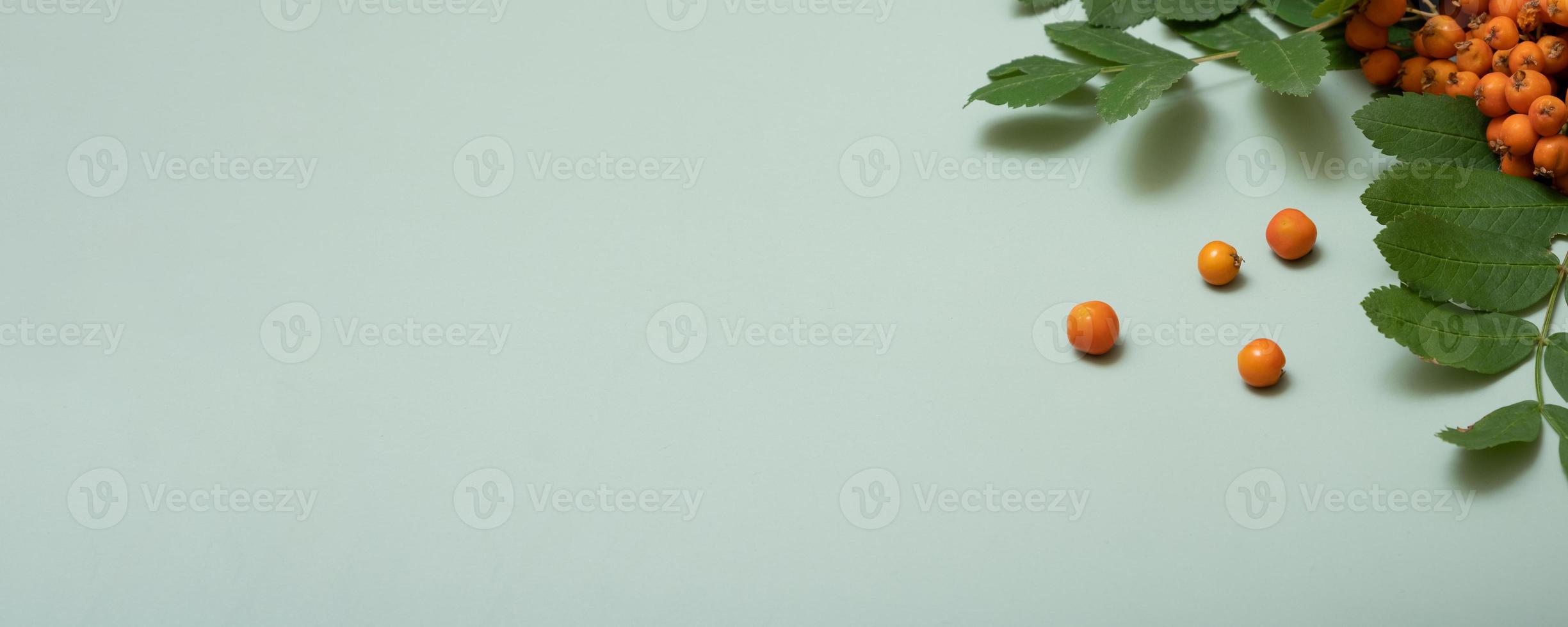 Autumn banner composition with rowan berries and leaves top view on pastel green background. Copy space photo