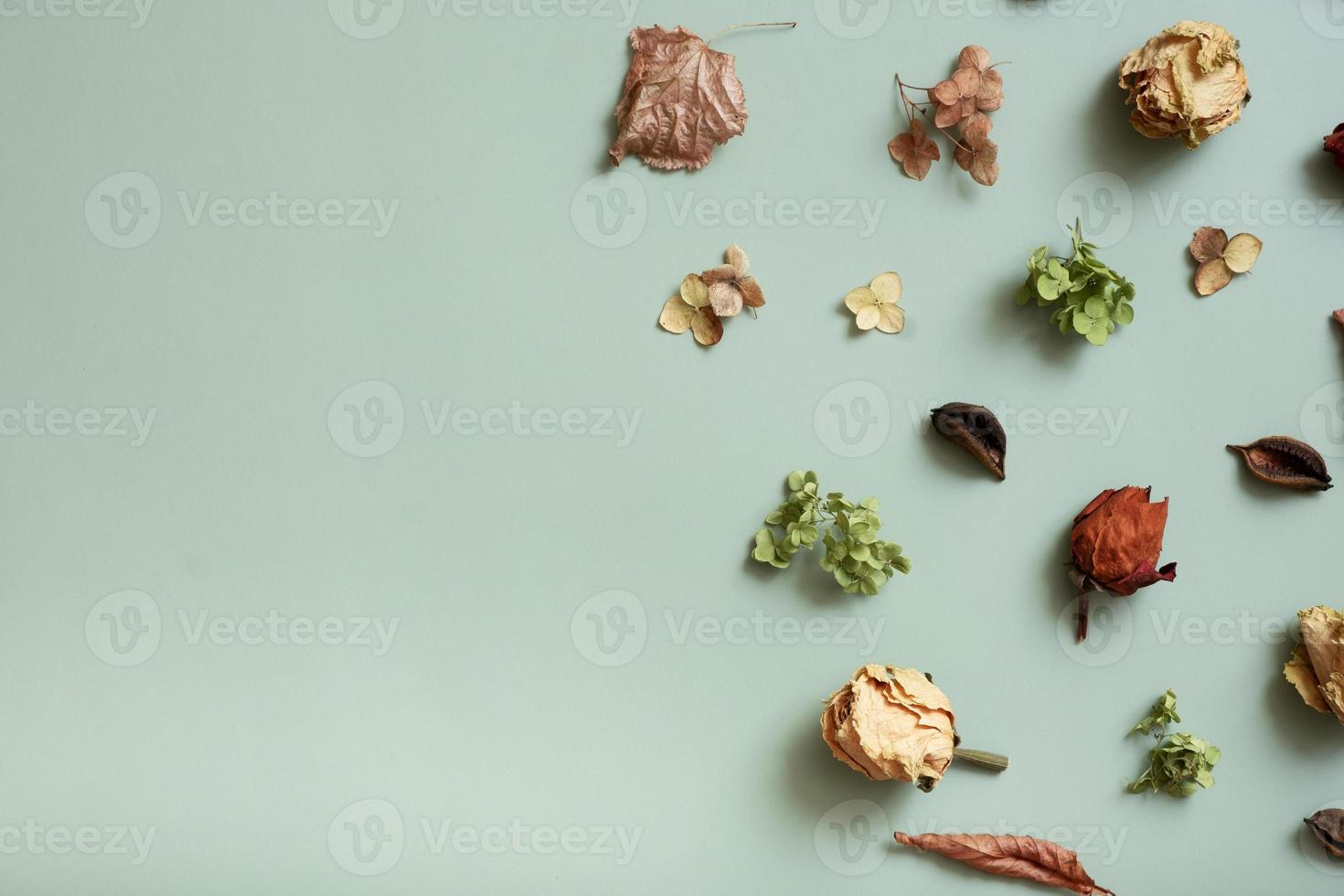 Autumn composition flat lay with pattern from dried hydrangea flowers, roses and petals on pastel green colored background. Top view, copy space photo