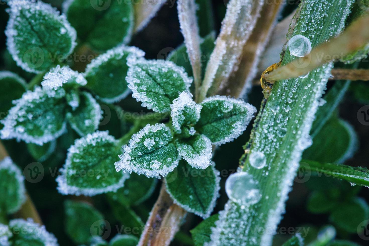 cristales de hielo en plantas aún verdes. primer plano de agua congelada. tiro macro foto