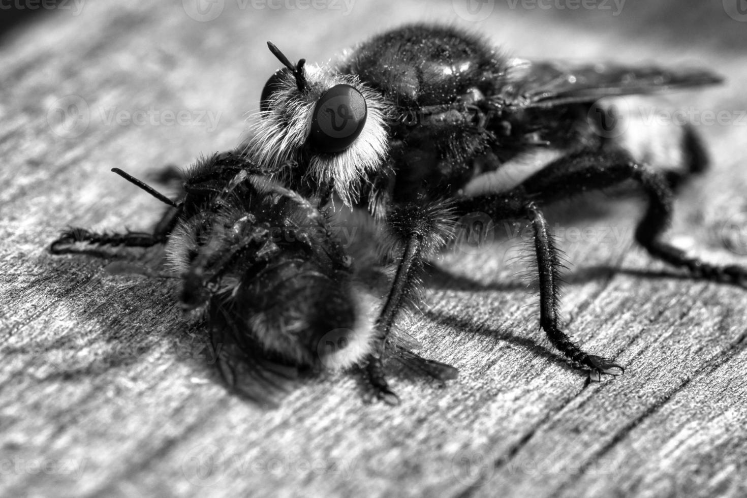 Yellow murder fly or robber fly as black and white image with a bumblebee as prey photo