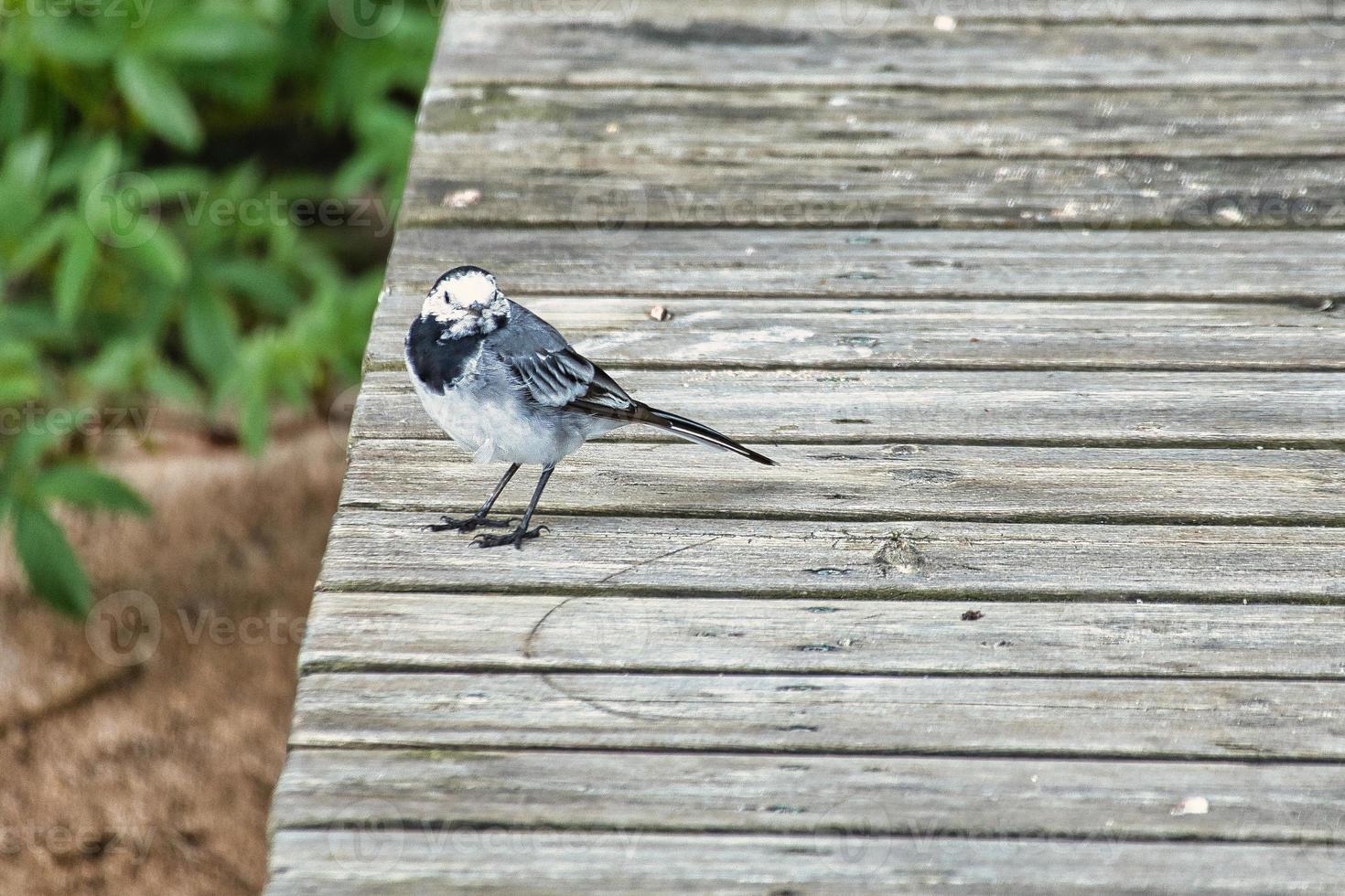 Lavandera de varios colores en un puente peatonal al borde del agua. pájaro cantor en la orilla de un lago foto