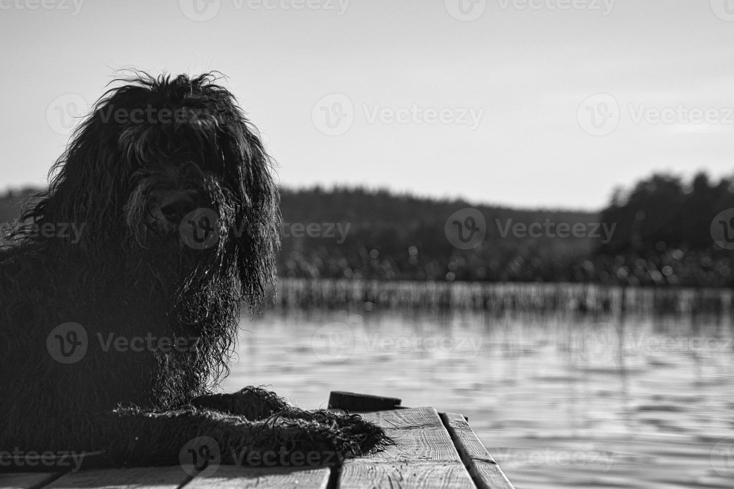 perro goldendoodle acostado en un embarcadero y mirando un lago en suecia. foto de animales