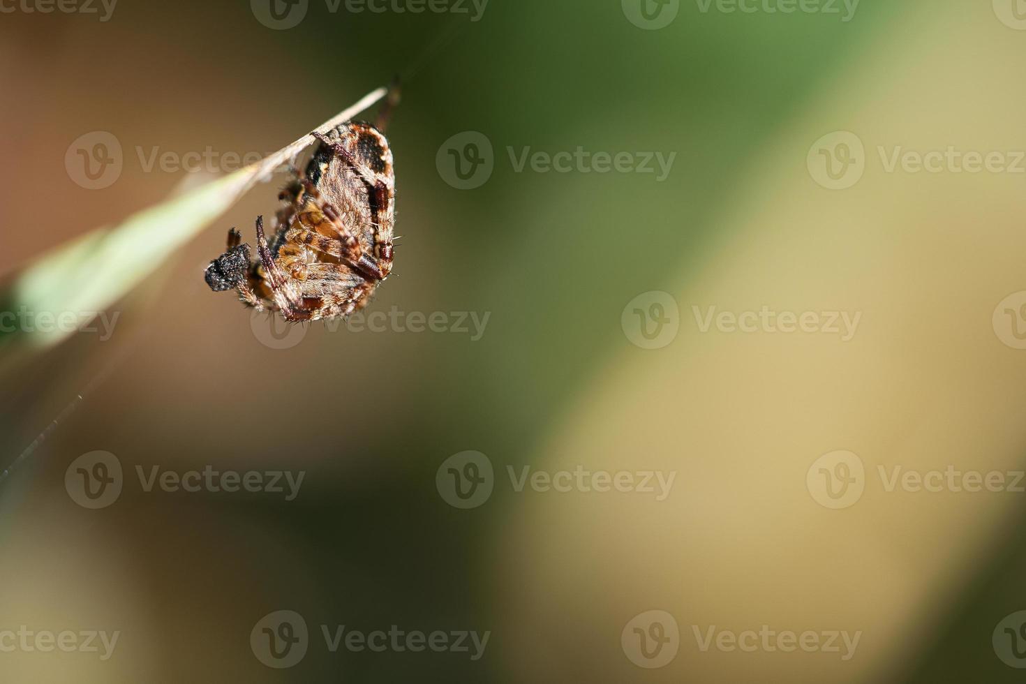 araña cruzada acurrucada, con presa en una brizna de hierba. un útil cazador entre los insectos foto