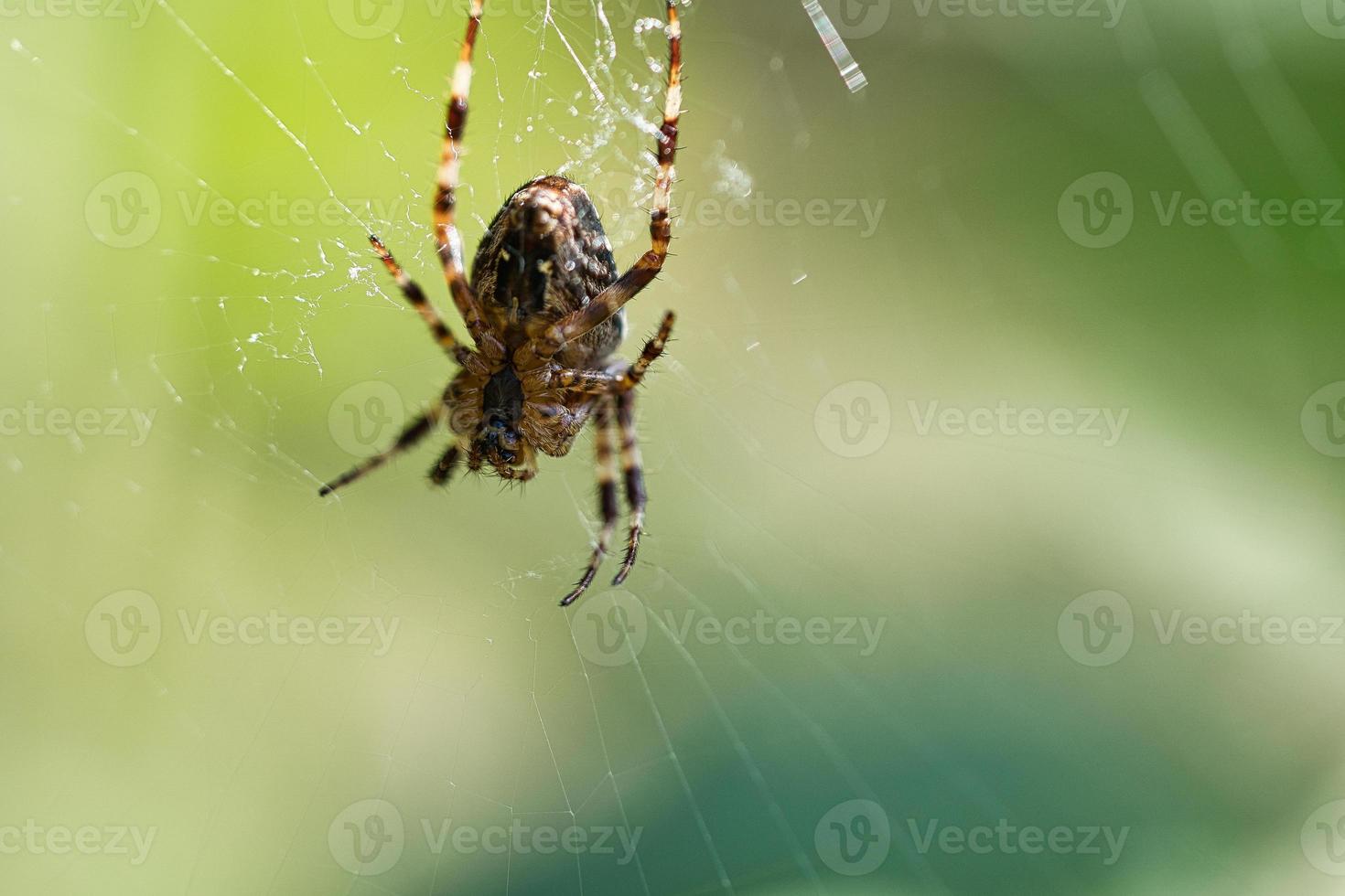 araña cruzada en una telaraña, al acecho de presas. fondo borroso foto