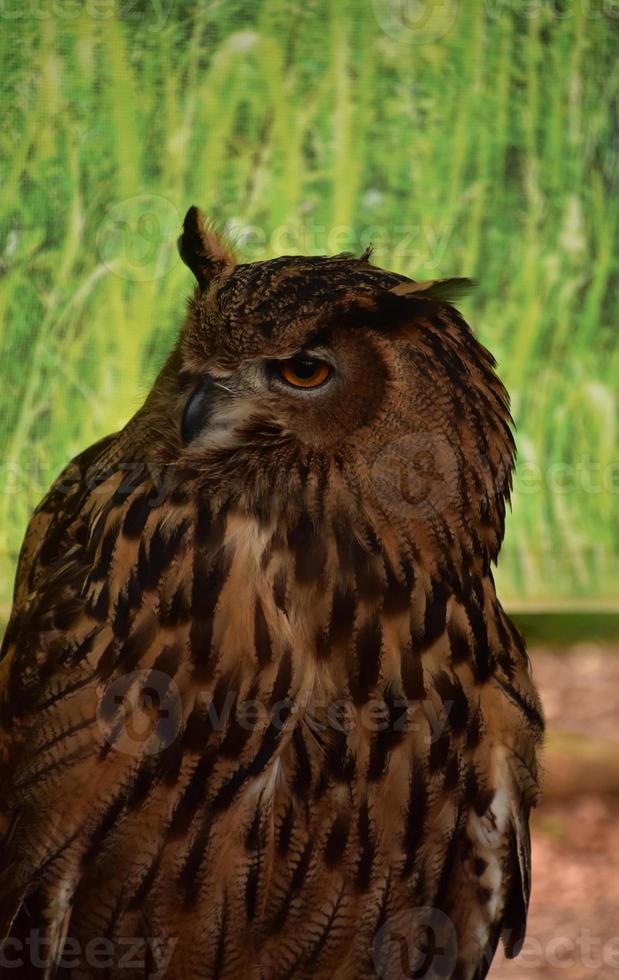 Eurasian Owl Up Close with It's Head Turned photo