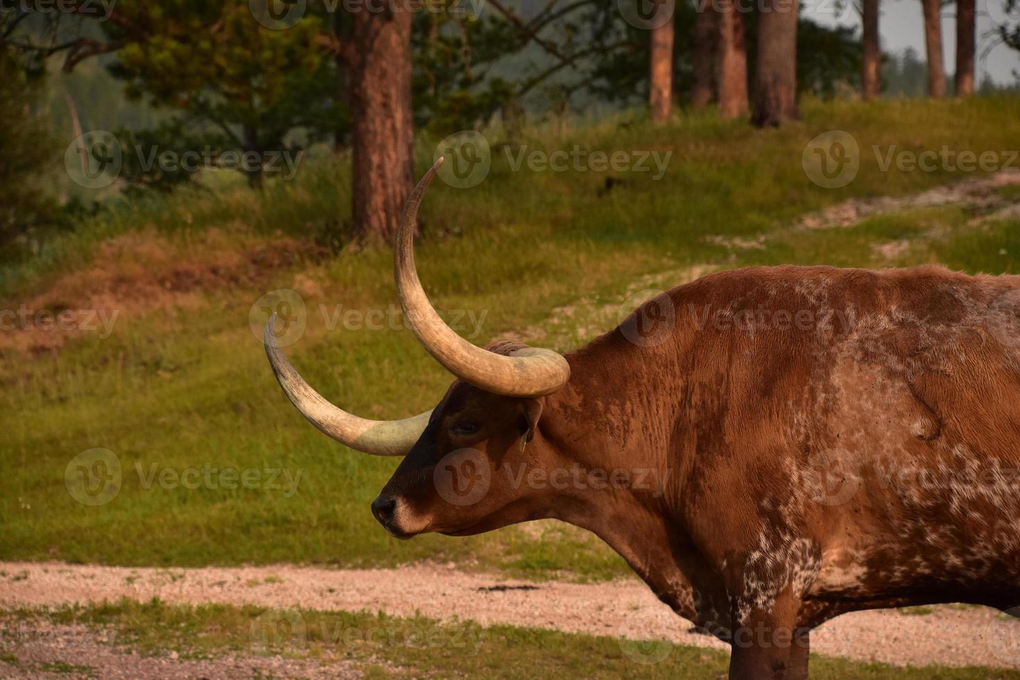 Profile of a Large Longhorn Steer on a Ranch photo