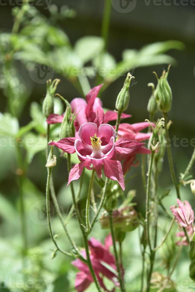 Gorgeous Pink Columbine Flower Blossom in a Garden photo