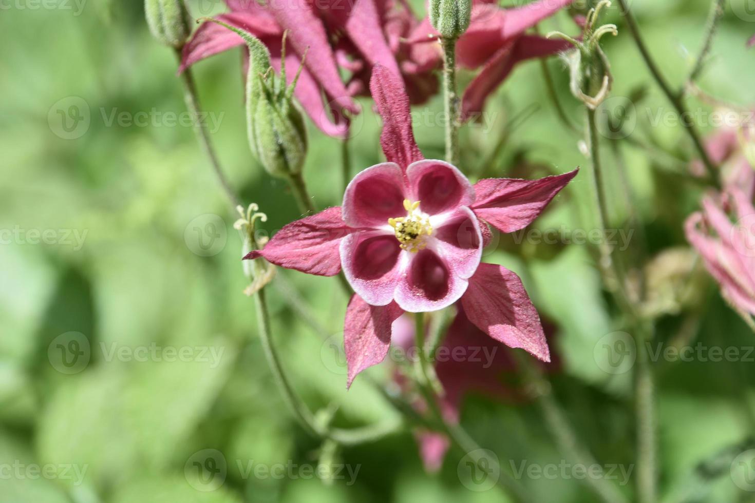 hermosa planta columbine de flores rosas en un jardín foto