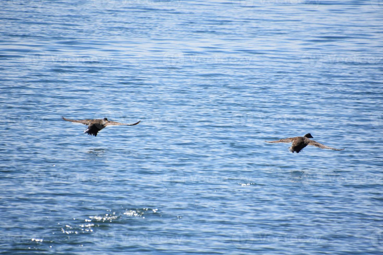 Cormorant Ducks Skimming The Waters Surface in Flight 12200060 Stock