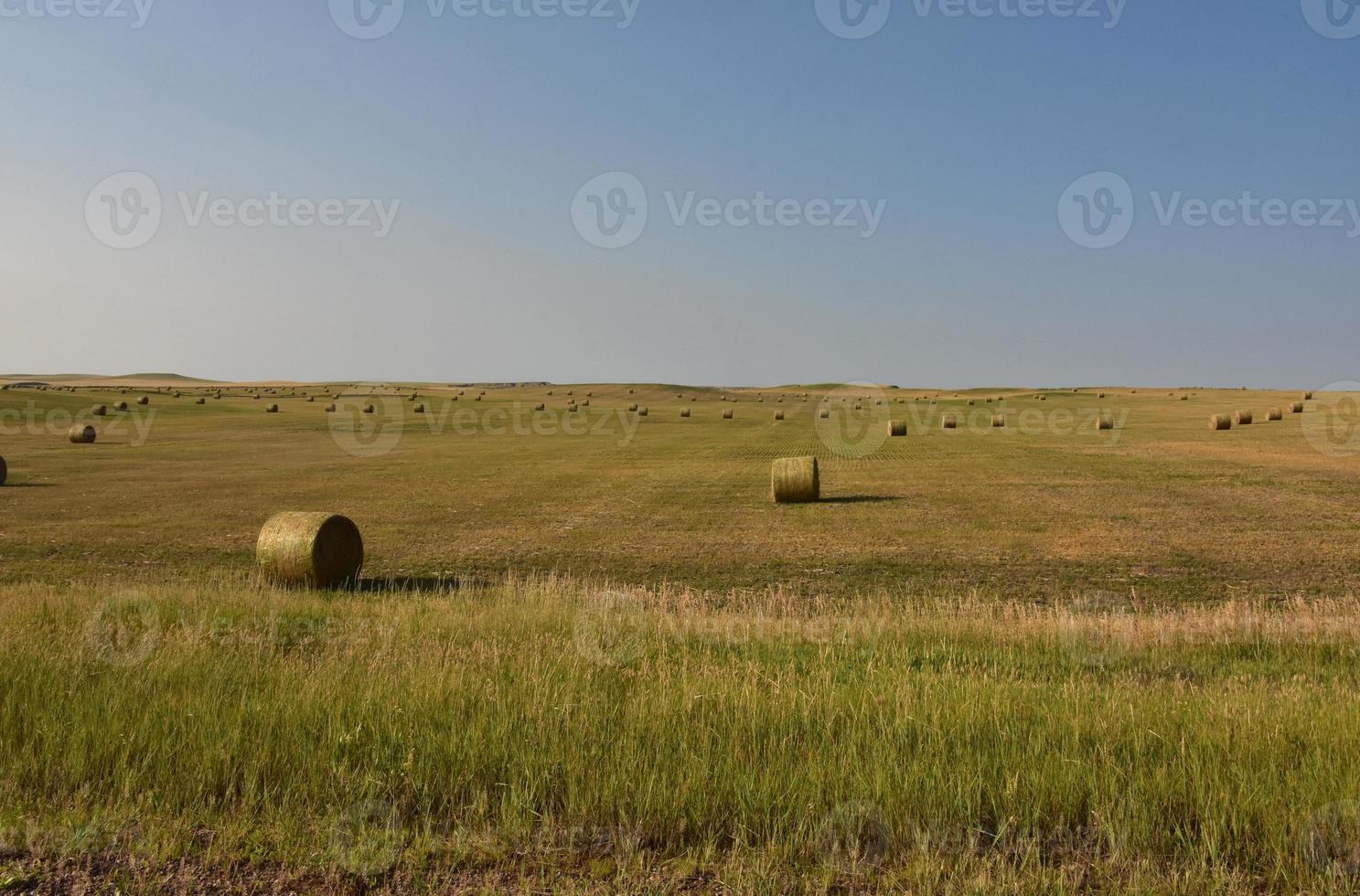 Rolled Bales of Hay in a Field photo