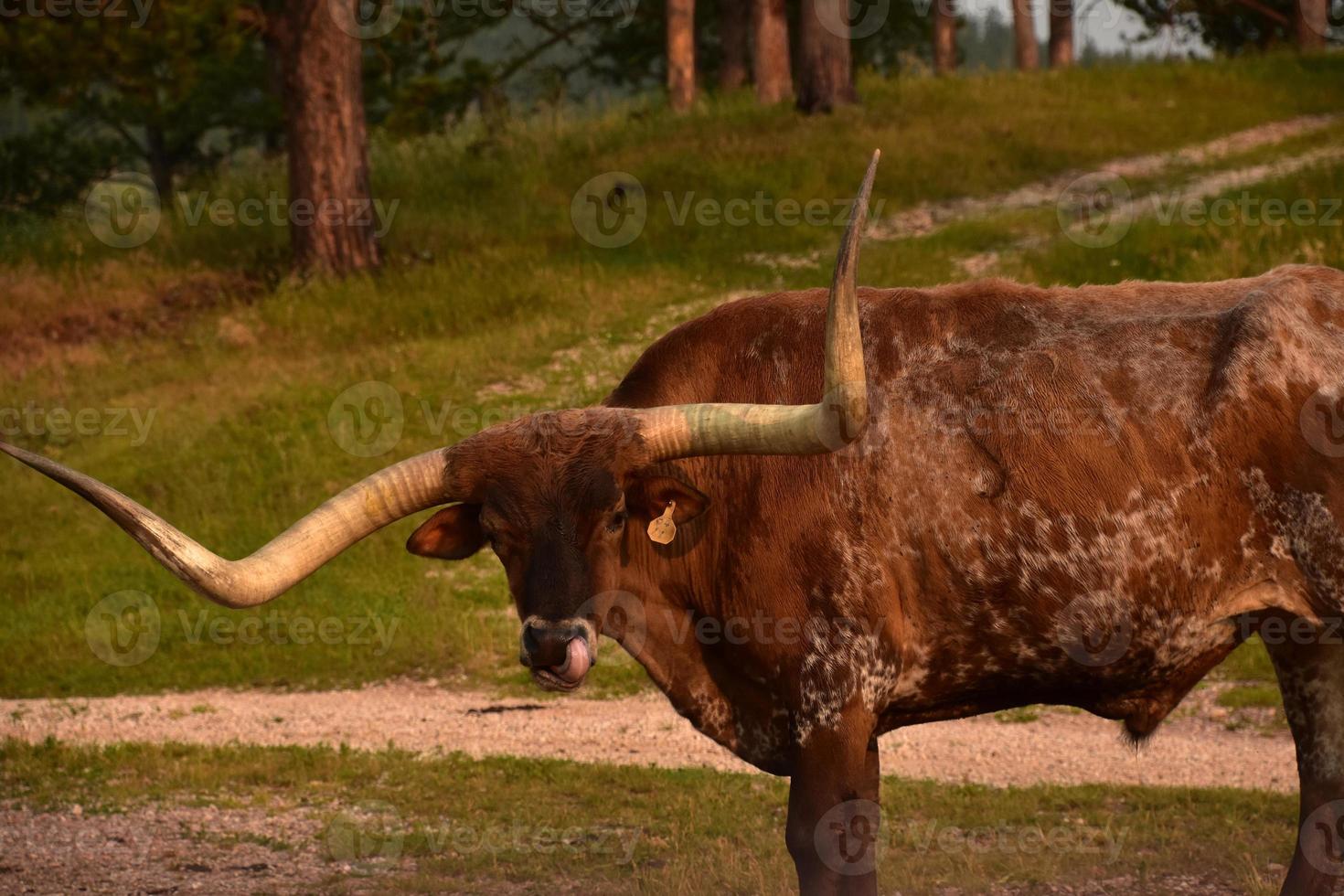 Longhorn Cattle Licking It's Nose While in a Field photo