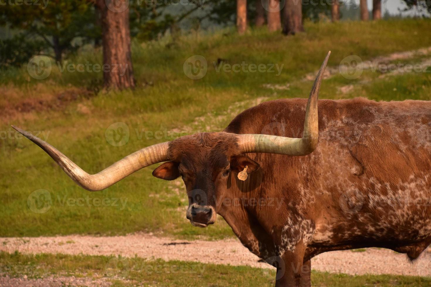 Very Long Horns on a Longhorn Steer photo