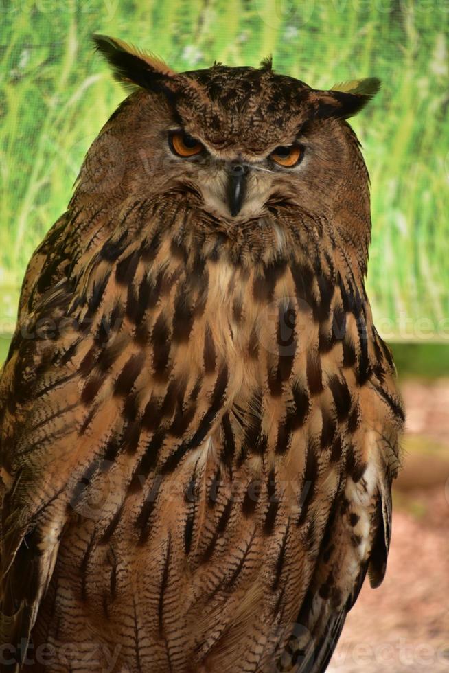 Striped Feathers on a Eurasian Owl a Large Raptor photo