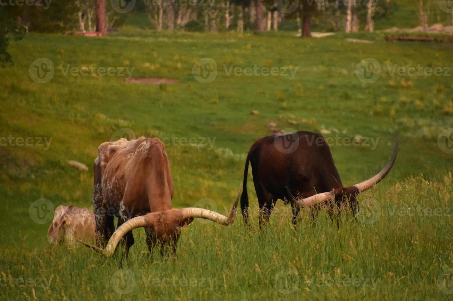 Large Horns on Longhorn Steers Grazing in a Field photo