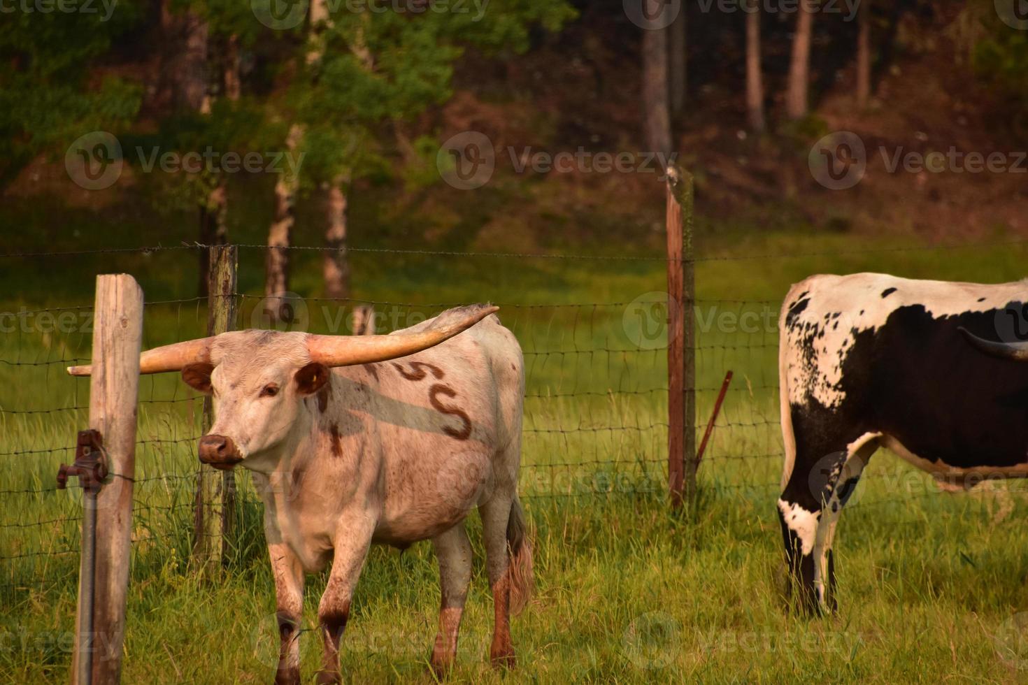 Branded Longhorn Cattle on a Cattle Ranch photo