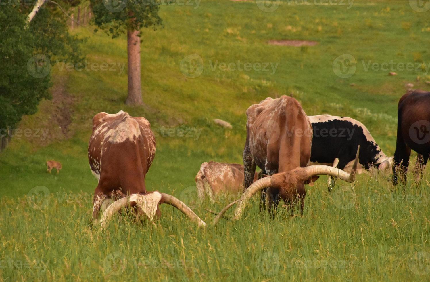 Herd of Longhorn Steer Livestock Grazing in a Pasture photo