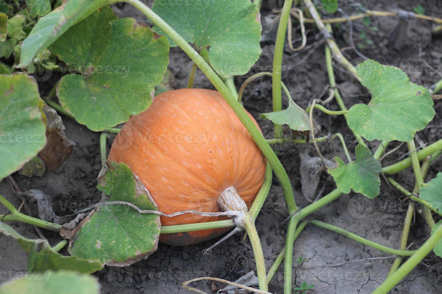 fruits of ripe autumn pumpkins among the foliage in the garden, harvesting photo