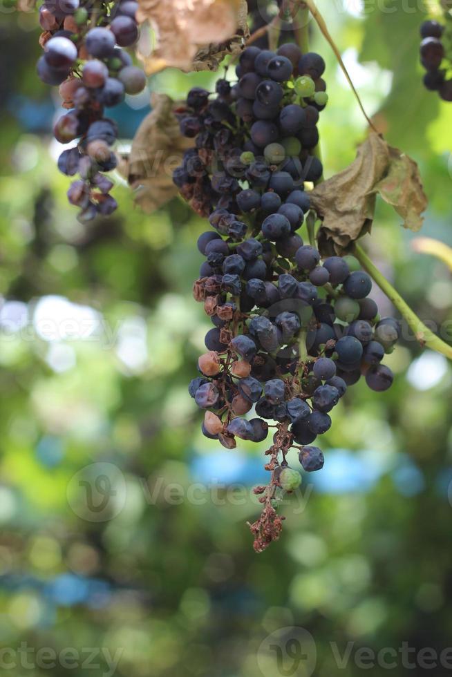 vine of dried grapes, diseases and pests of grapes 12200247 Stock Photo at Vecteezy