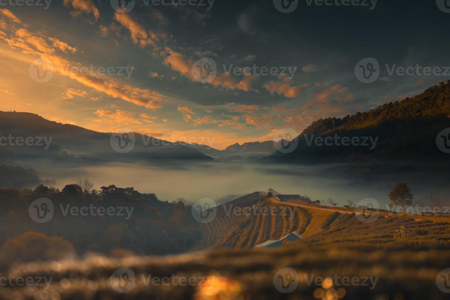 hermoso paisaje de plantación de té verde por la mañana. 2000 plantación de té, montaña doi angkhang, chiangmai, tailandia foto