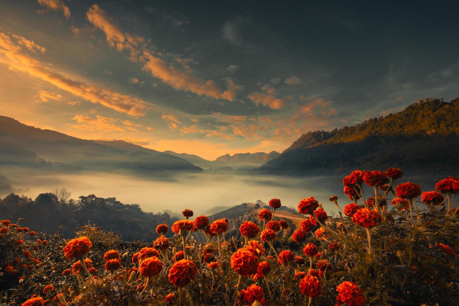 hermoso paisaje de plantación de té verde por la mañana con flores naranjas en primer plano. 2000 plantación de té, montaña doi angkhang, chiangmai, tailandia foto