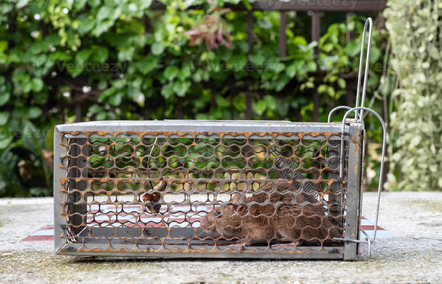Mouse House Trap In Mouse Trap photo