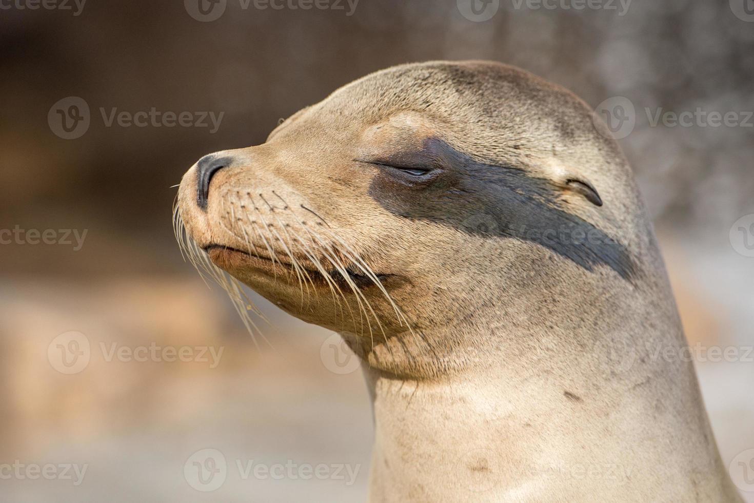 californian sea lion close up portrait photo