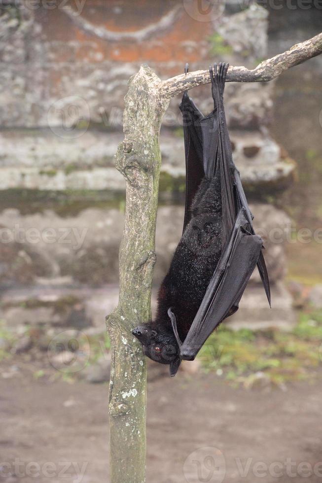 Flying fox close up portrait detail view photo