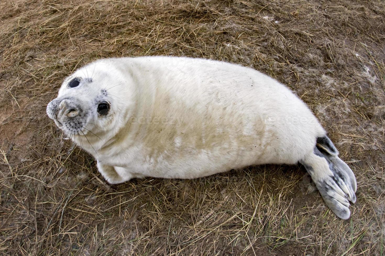 grey seal puppy while relaxing on the beach in Great Britain photo