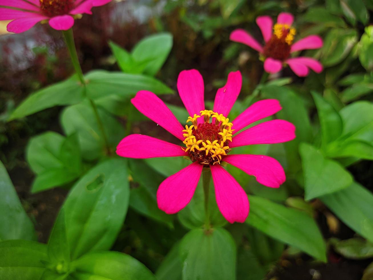 elegante fondo de flor de zinnia roja foto