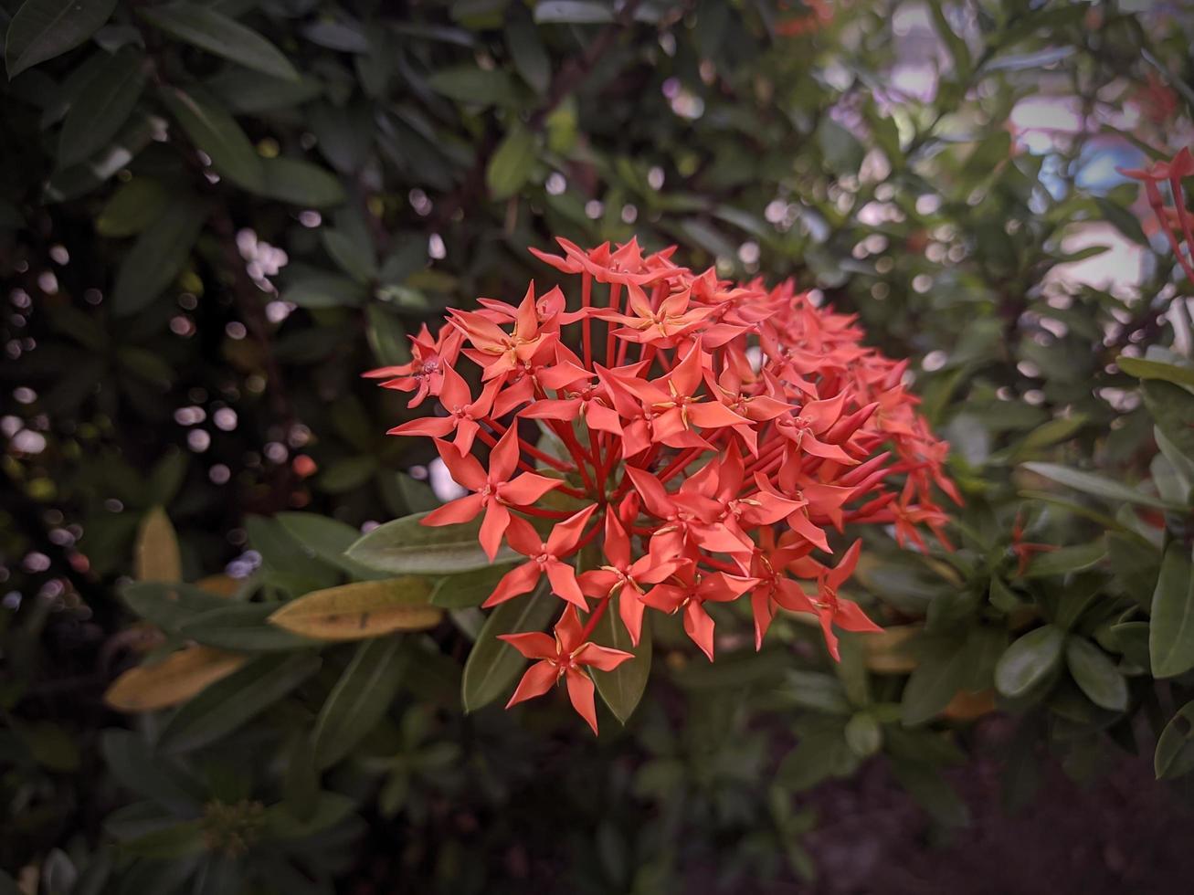 Background of red Ixora coccinea flowers in the garden photo