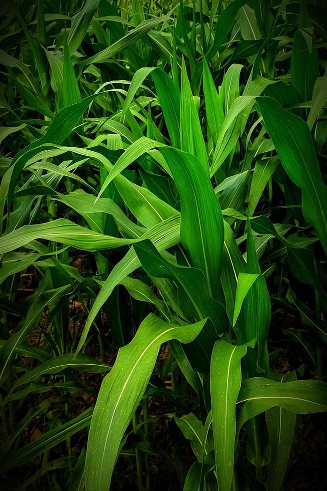 fondo de plantas de maíz verde en los campos de arroz foto