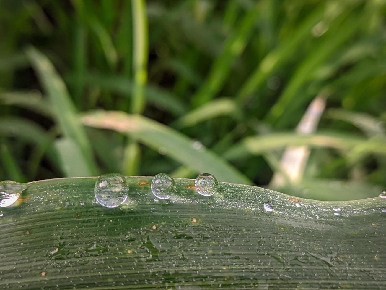 Background of dew drops on the leaves photo