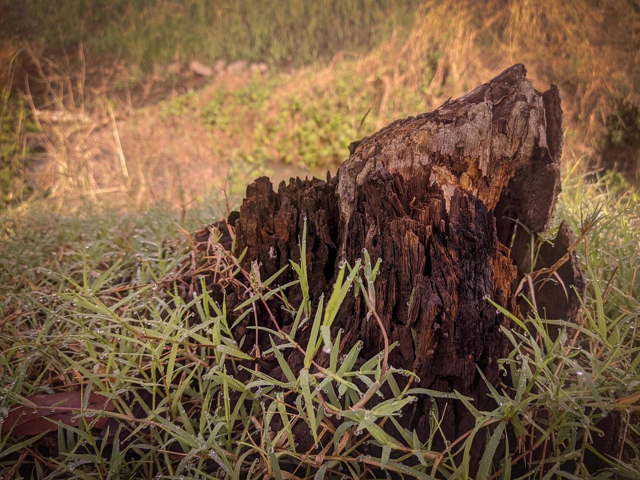 fondo de tocón de árbol abandonado foto