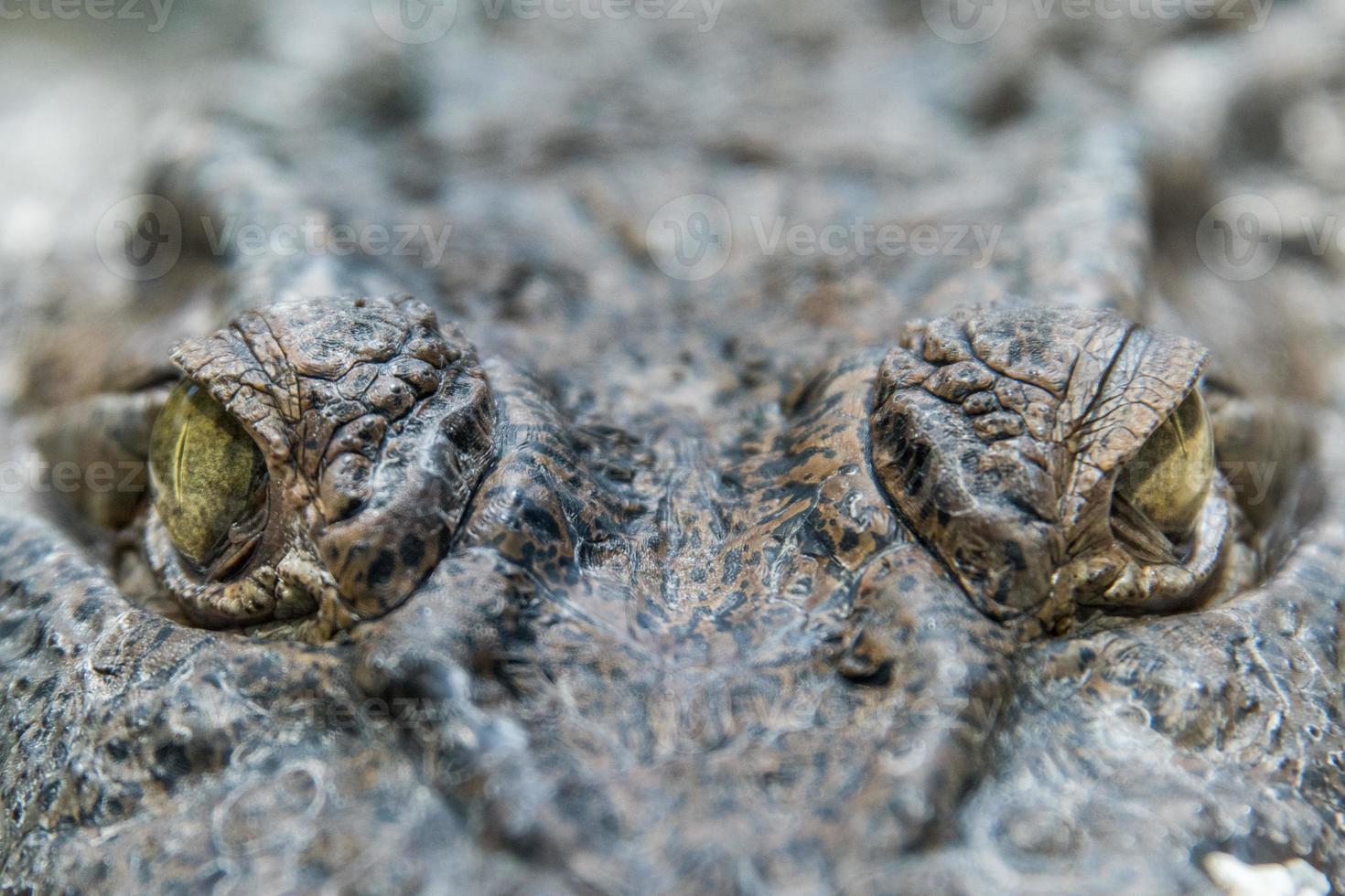 Crocodile Alligator eye close up photo