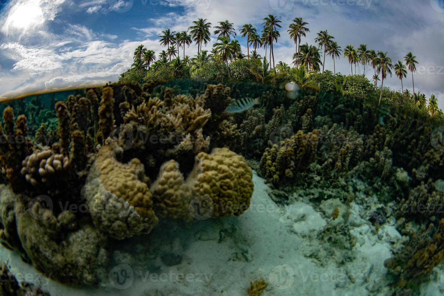 snorkel en los jardines de arrecifes de coral de la polinesia francesa y el arco iris foto