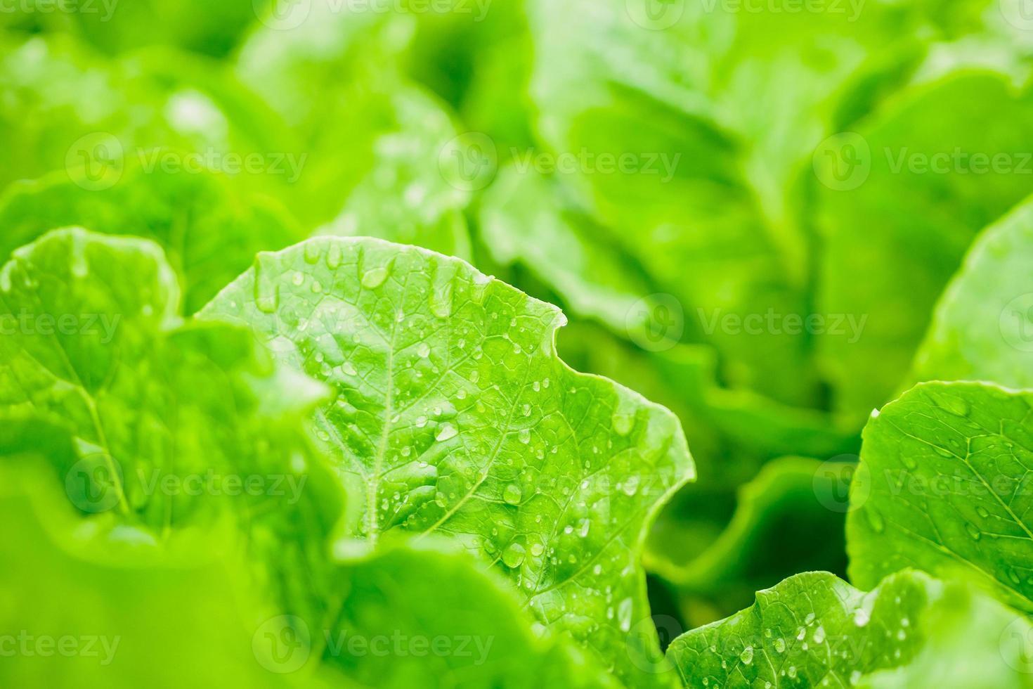 Fresh organic green leaves cos romaine lettuce salad plant in hydroponics vegetables farm system photo