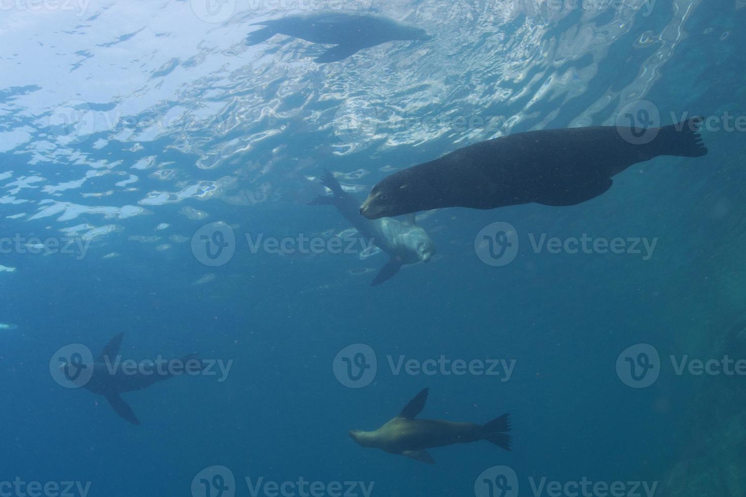 familia de leones marinos bajo el agua mirándote foto