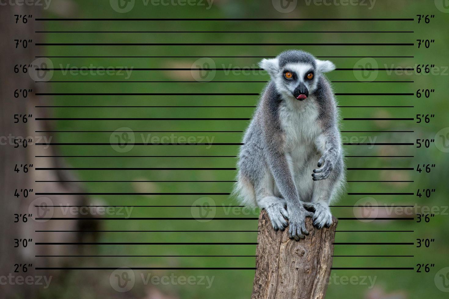 lemur monkey while looking at you photo