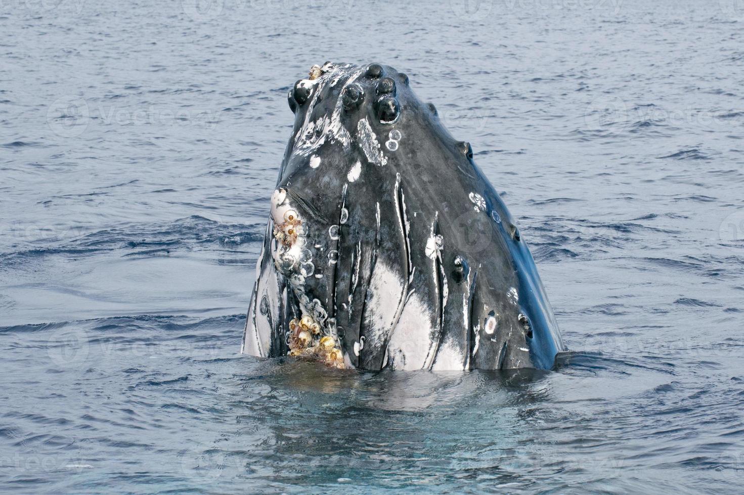 Humpback whale head coming up photo