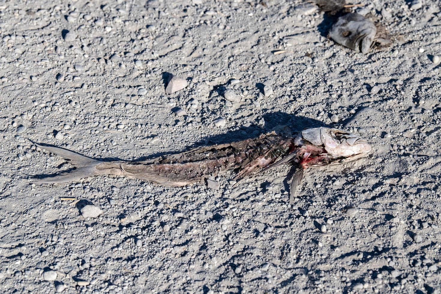 dead fish on the beach photo