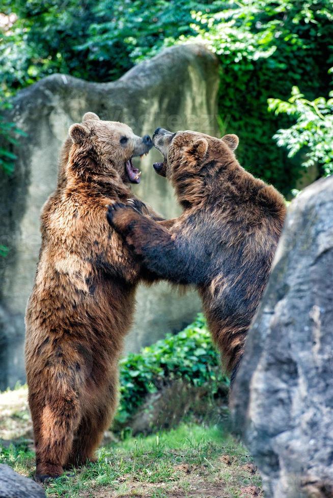 dos osos grizzly negros mientras luchan foto