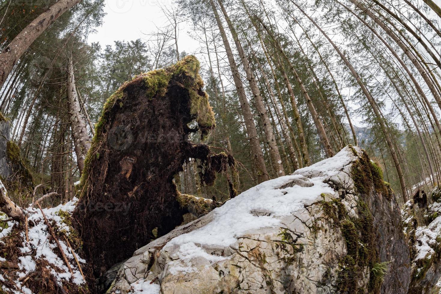 uprooted tree in forest in winter photo