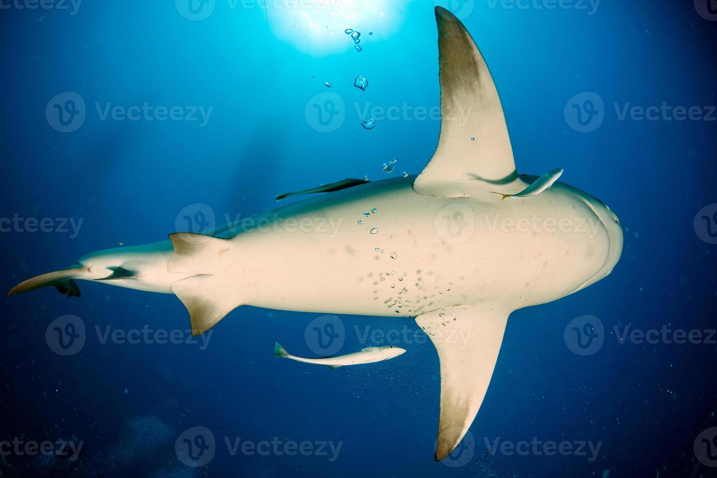 bull shark in the blue ocean background photo