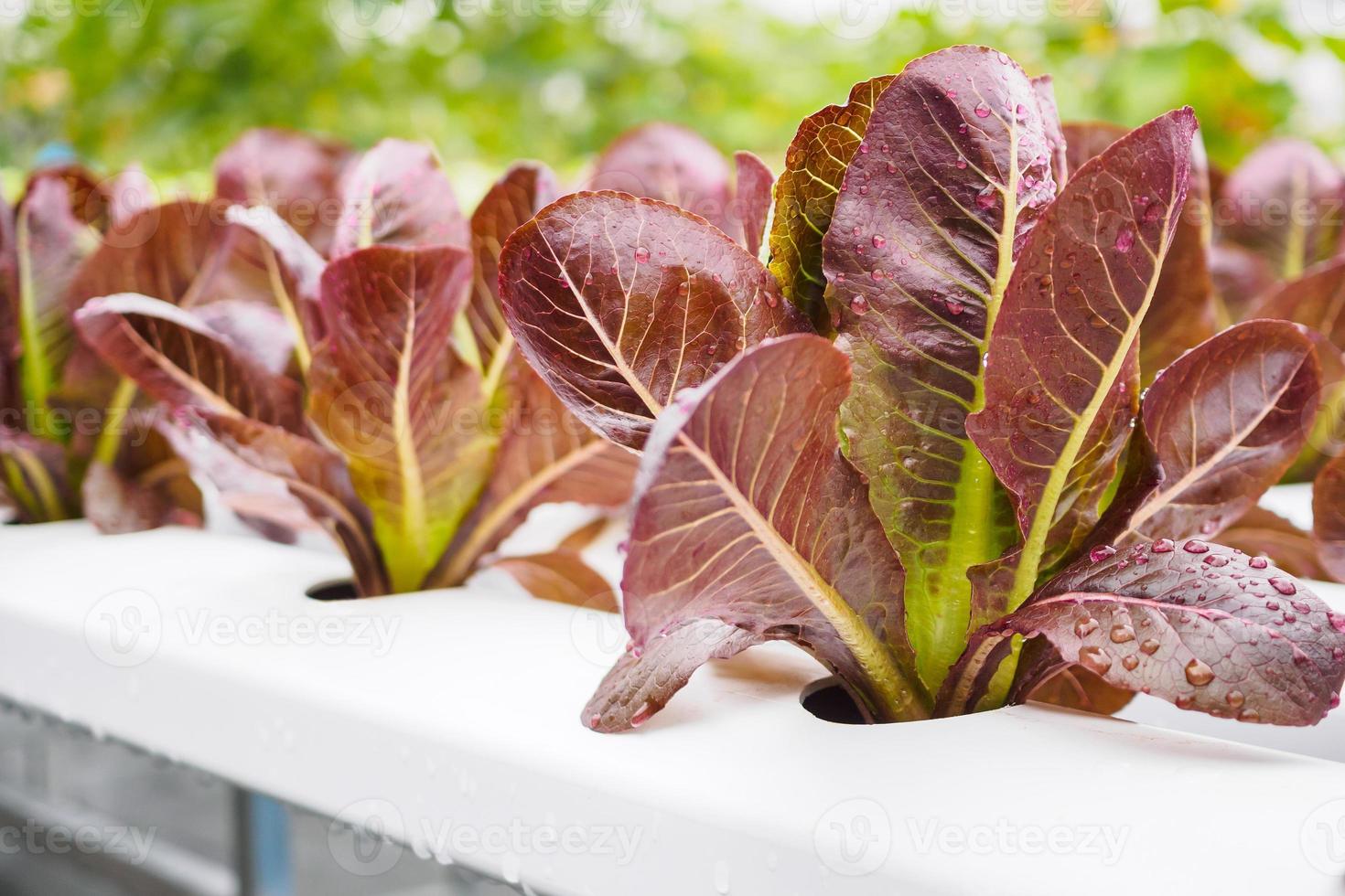 Fresh organic red leaves lettuce salad plant in hydroponics vegetables farm system photo