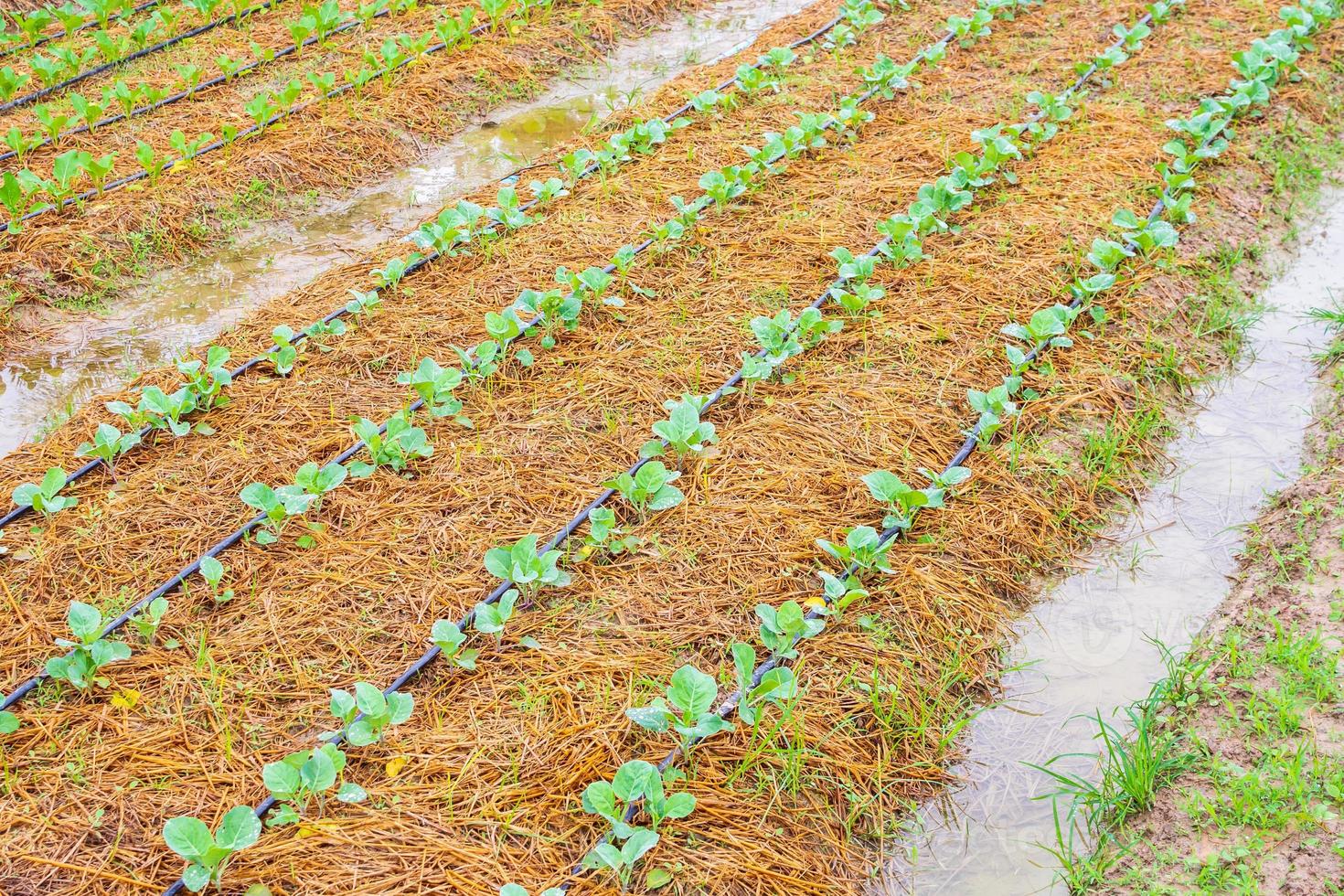 Fresh green vegetable plant in organic garden with water drip irrigation system photo