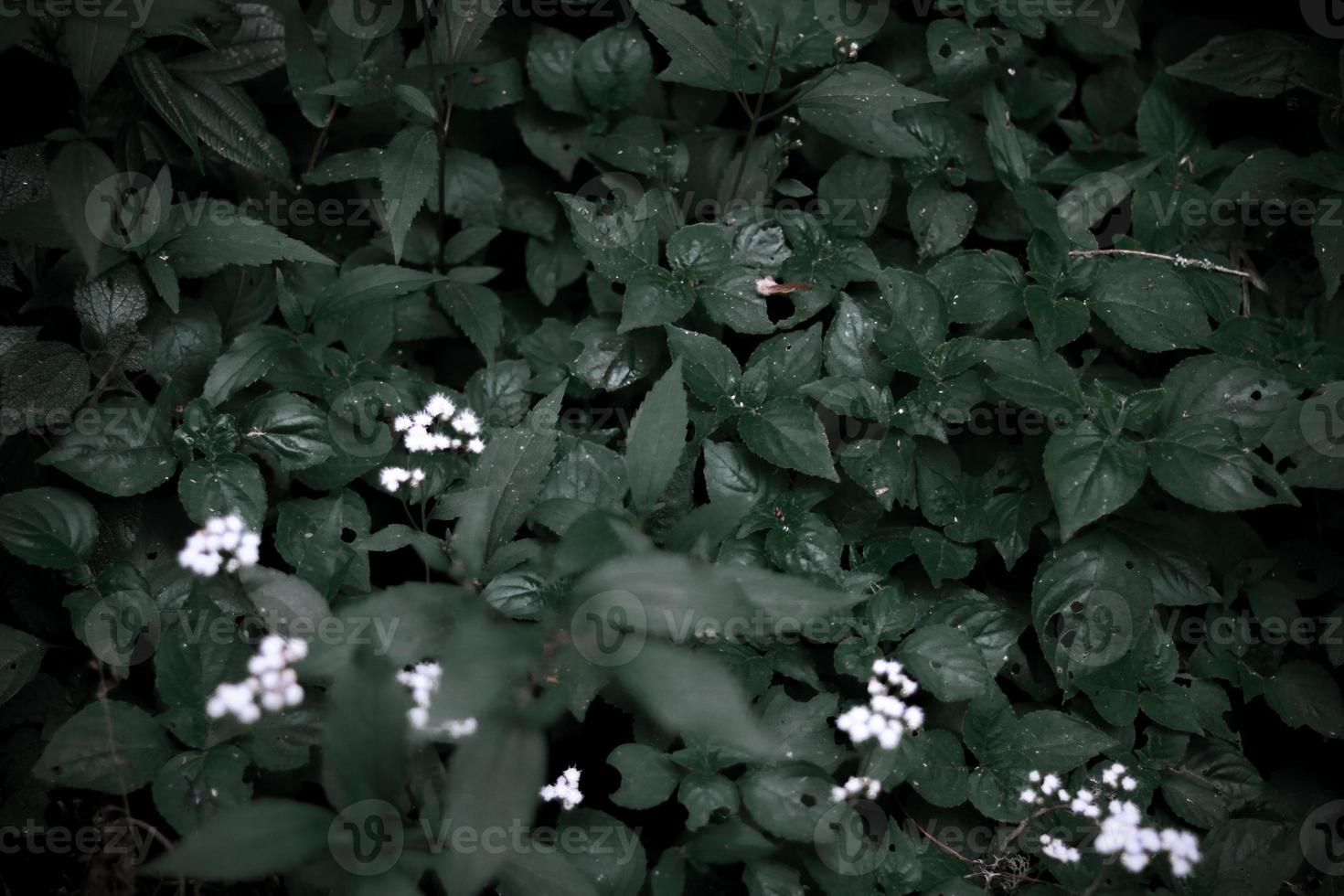 Green Leaves In The Middle Of The Forest For Wallpaper Or Background Image photo