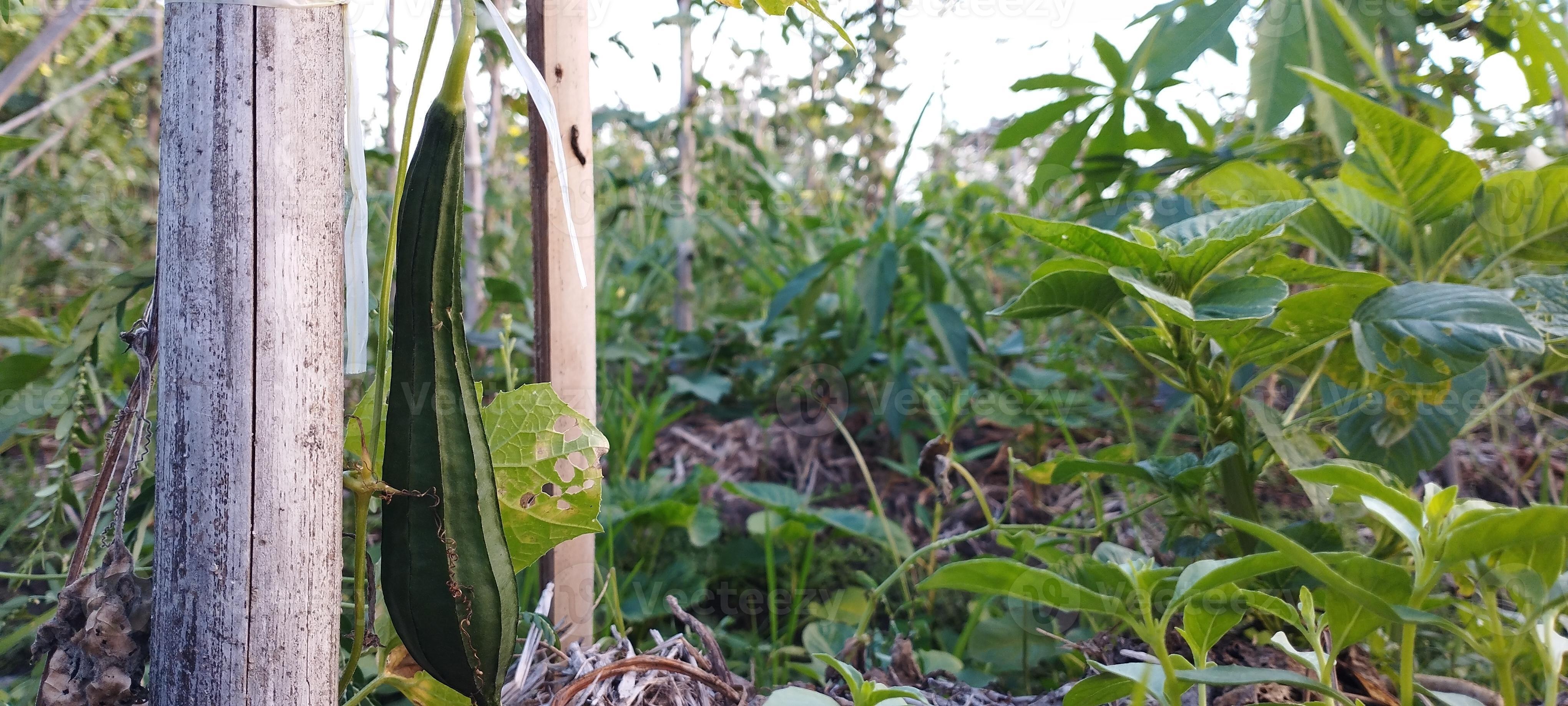 vegetables that bear fruit oncet or Javanese pig beans, Vicia faba is a plant of the genus Vicia 12203259 Stock Photo at Vecteezy