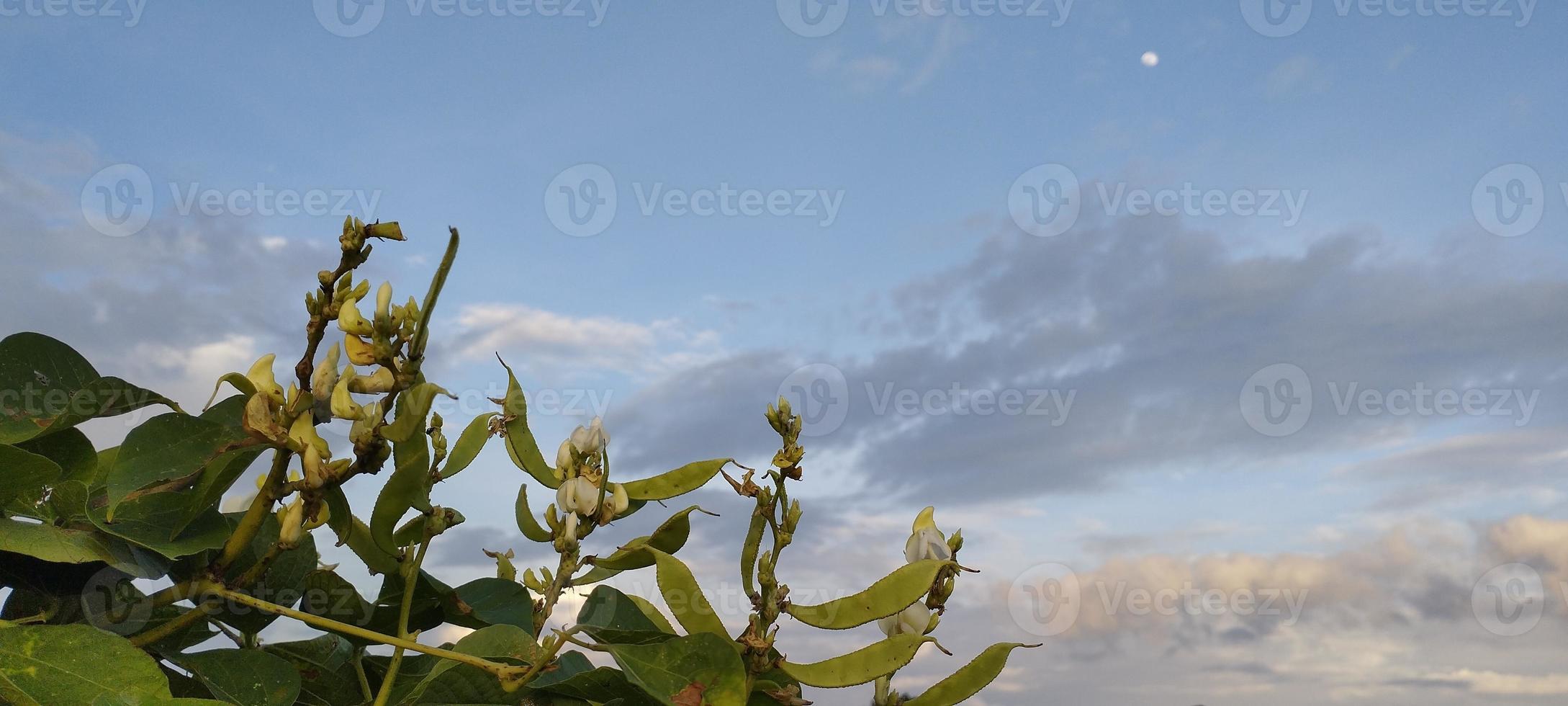 Kara oncet or Javanese pork bean, Vicia faba is a plant of the genus Vicia photo