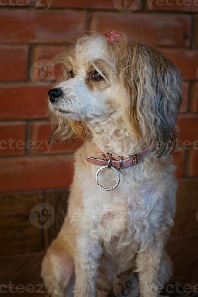 The Chinese Crested dog, beautiful chinese feather. Dog lady photo
